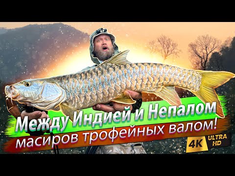 Видео: 🇮🇳🇳🇵 В Гималаи за масиром! Золотой масир на реке Калисарда