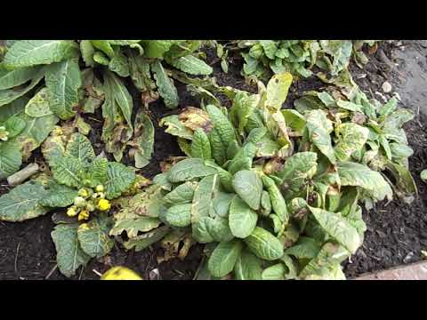 Видео: УХОД ЗА ПРИМУЛОЙ ПЕРЕД ЗИМОВКОЙ.ВАЖНЫЕ МЕРОПРИЯТИЯ.