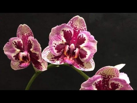 Видео: Пересадка орхидеи - подростка "Dream Diamond" (бабочка). Сентябрь 2025 года. 🪴🪴🪴