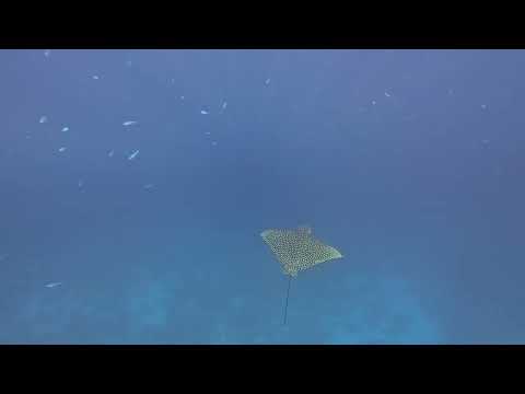 Видео: Огромный скат Орляк. Красное море.4K video