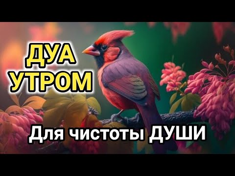 Видео: УТРЕННЕЕ ДУА ДЛЯ ЧИСТОГО СЕРДЦА 🤲🫀#дуа 