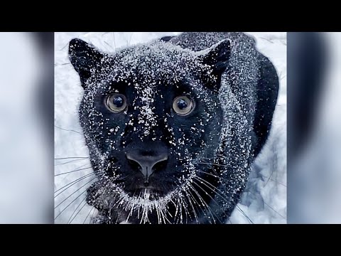 Видео: Попали в сильный снегопад с пантерой Луной 😸