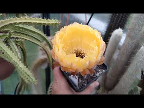 Видео: Редкие кактусы.Цветение ребуций.Эхинопсисы.Эпифиллумы -огромные цветы.Kakteen..