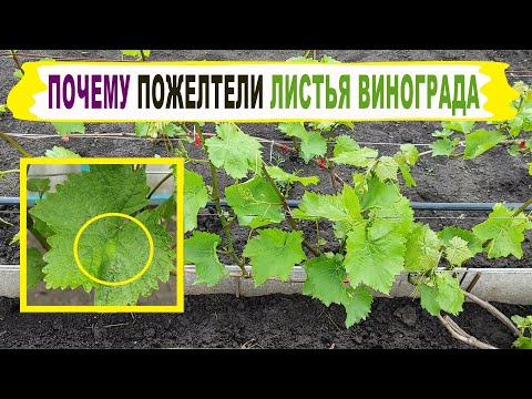 Видео: 🍇 ХЛОРОЗ. Пожелтели ЛИСТЬЯ ВИНОГРАДА / Появились "масляные" пятна. Что СЛУЧИЛОСЬ с виноградом?