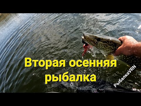 Видео: Рыбалка на спиннинг в сентябре 2