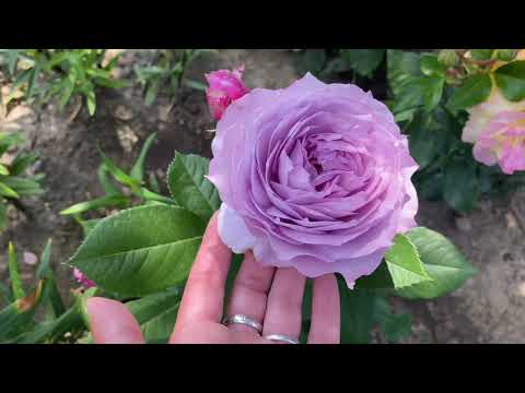 Видео: ЦВЕТЕНИЕ РОЗ 2021🥰. Я - КОРОЛЕВА СЕТКИ-РЯБИЦЫ😂😂😂😎. ФИЛОСОФИИ чуть-чуть...🥺🥺🥺