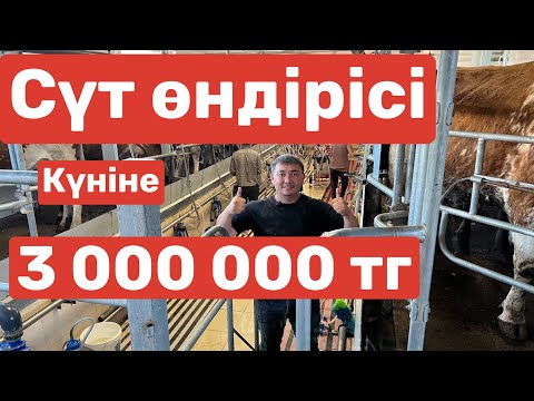 Видео: Сүт өндірісі,бұқа бордақылау,отандык техника.