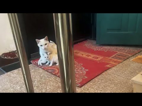 Видео: Что делать? Бездомная кошка с котятами поселилась у моей двери...