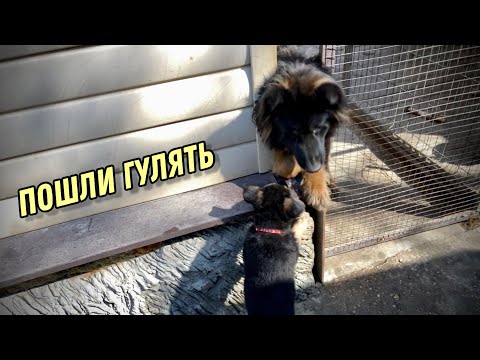Видео: ЩЕНКИ ИЗУЧАЮТ НОВЫЙ МИР