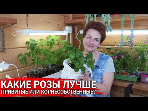 Видео: КАКИЕ РОЗЫ ЛУЧШЕ - привитые или корнесобственные?