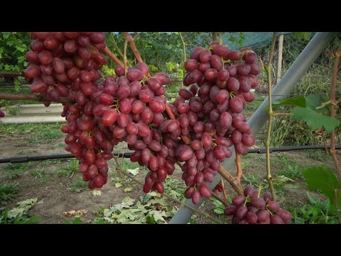 Видео: Обзор сверхранних и ранних форм винограда на 10.08.2023г.