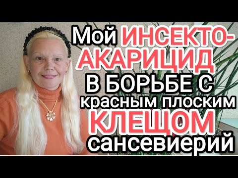 Видео: Бюджетный инсекто- акарицид: название, рассказ. КЛЕЩ сансевиерий побеждён #сансевиерия #акарицид