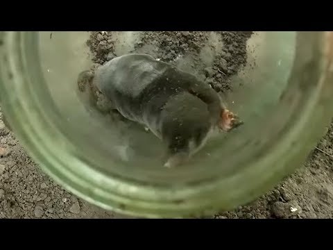 Видео: Как поймать крота - самый эффективный способ How to catch a mole