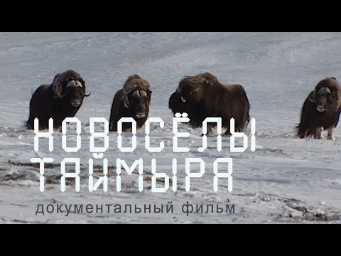 Видео: Сибирь. Переселение овцебыков на Таймыр. Таймырская тундра. Nature of Russia.