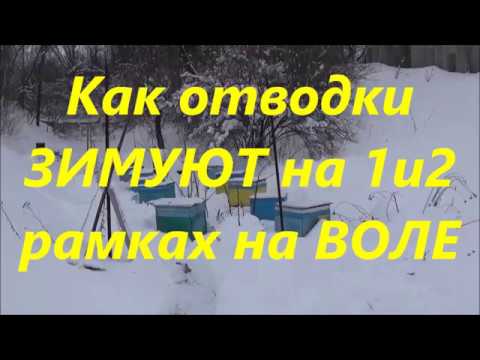 Видео: 🐝Зимовка отводков на 1 и 2 рамках на улице 👈Проверил не поверил👍 Зимовка пчел