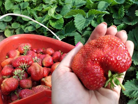 Видео: Самая КРУПНАЯ в МИРЕ КЛУБНИКА Как правильно размножать