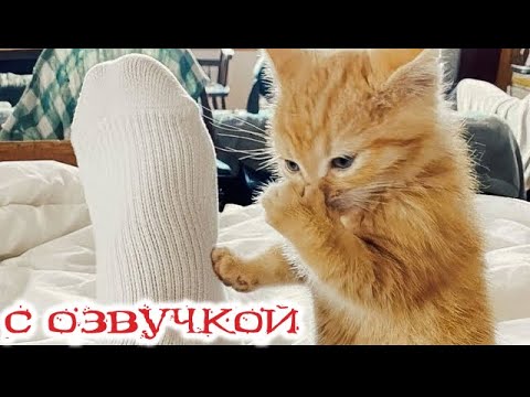 Видео: Приколы с котами! С ОЗВУЧКОЙ! САМЫЕ СМЕШНЫЕ ЖИВОТНЫЕ! Смешные коты и собачки!