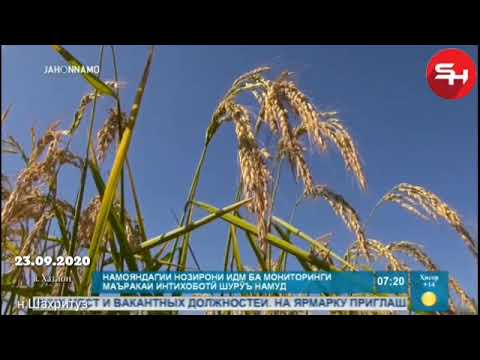 Видео: н.Шахритуз деҳаи Бирлаш 29.09.2020