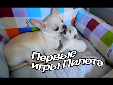 Видео: VLOG: Я подстриглась / Много Пилота и Маки / Новые конфетки для Вызова / Аллергия