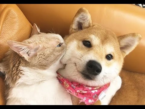Видео: 🐕 Кусает - значит любит! 😺 Смешное видео с собаками, кошками и котятами! 😸