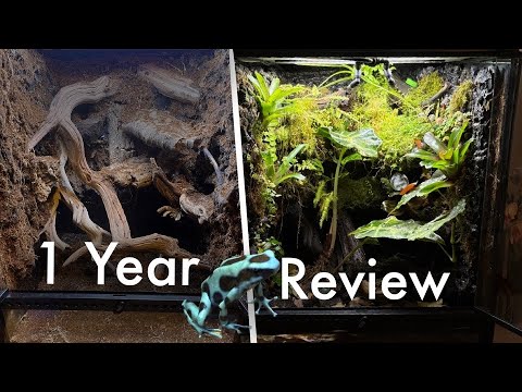 Видео: ULTIMATE строительство вивария для лягушек-дротиков: с 1-го по 365-й день