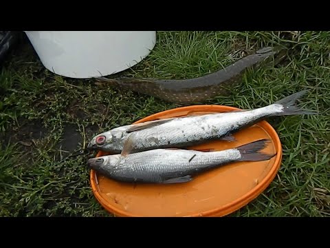 Видео: Осенняя рыбалка на реке Припять !