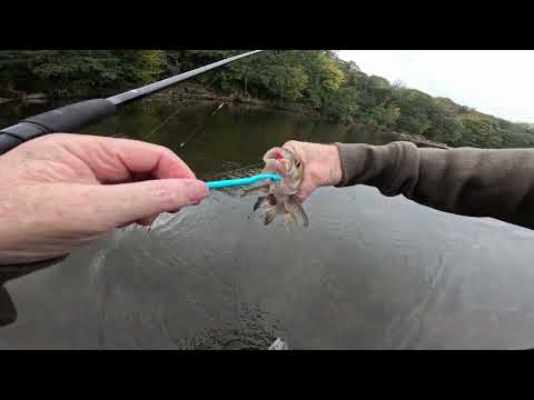 Видео: Прохладная середина недели: сеанс усачей