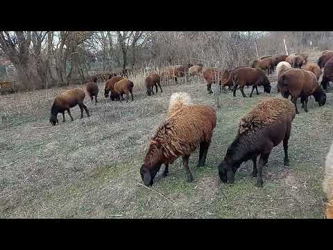 Видео: отара гиссарских овец 04.01.2024 года