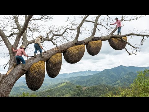 Видео: Хозяева джунглей – Древнее искусство сбора дикого меда