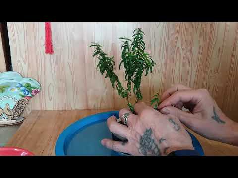 Видео: Как создать бонсай из мирта с самого начала? How to create bonsai from myrtle
