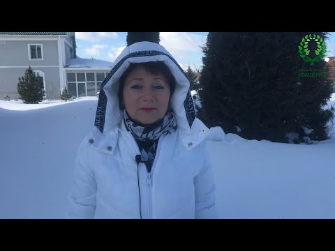 Видео: Инфекционный ожог у роз. Чем вызван, как защитить?