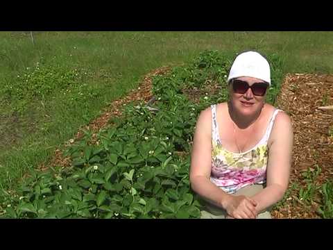 Видео: Сидераты и органическое земледелие