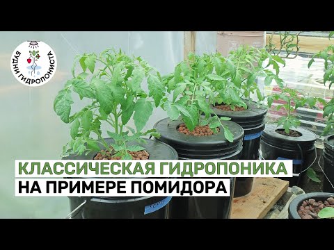 Видео: Классическая гидропоника на примере помидора