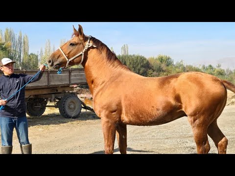 Видео: Камбардан Дерзкий Бышты🤝
