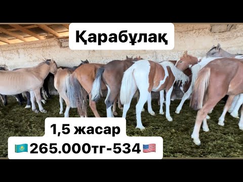 Видео: 09.10.24 Қарабұлақ мал базары. Жылқы бағасы. Құлындар. Тайлар. Құнандар. Дөнендер. Құлынды биелер