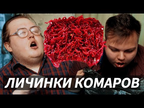 Видео: МОТЫЛЬ / ЛИЧИНКИ КОМАРОВ