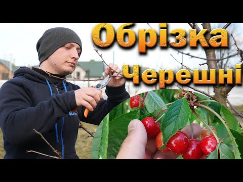 Видео: Обрезка черешни. Ярусная система обрезки молодой черешни