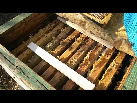 Видео: Заключительные работы с пчелами/Слет пчел или ошибки пчеловода