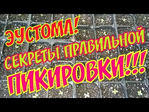 Видео: ЭУСТОМА! ПИКИРОВКА | СЕКРЕТЫ ПРАВИЛЬНОГО ВЫРАЩИВАНИЯ!