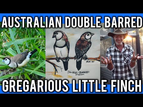 Видео: Австралийская двухполосая амадина: советы по разведению и содержанию в вольере от Мика @snakegull...