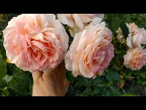 Видео: Роза Барок, Роза Дитер Мюллер июль, жара 2024