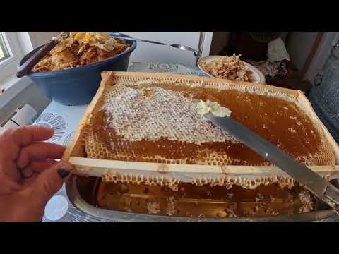 Видео: Очень много мёда в 2025 году
