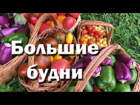 Видео: Большие деревенские будни // День рождения Юли // Посылки // Собираем урожай