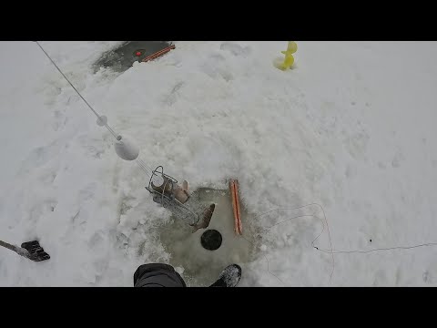 Видео: ЭТА ЯМА ПОЛНАЯ РЫБЫ!!! ПОСТАВИЛ ХАПУГИ И НАЛОВИЛ ОГРОМНЫХ КАРАСЕЙ. ЭТО МЕСТО РАДУЕТ В ОЧЕРЕДНОЙ РАЗ