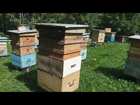 Видео: Есть ли мёд в верхних магазинах ? Делаю отводки .