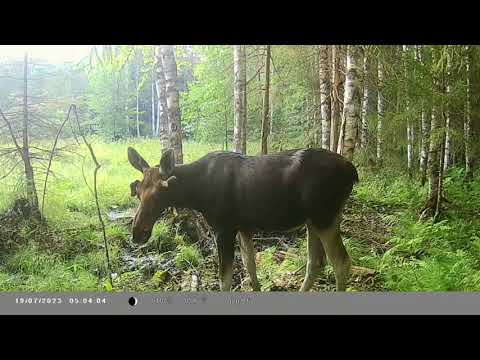 Видео: Солонец для лося. Видеоохота. Июль 2023