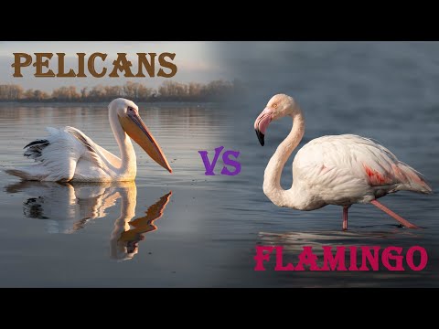 Видео: Керкини – пеликани и фламинго в утринна магия | Уайлдлайф фотография с Nikon Z8