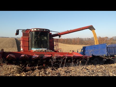 Видео: Реальный ШОК! Неожиданный результат. Уборка кукурузы Галатея.
