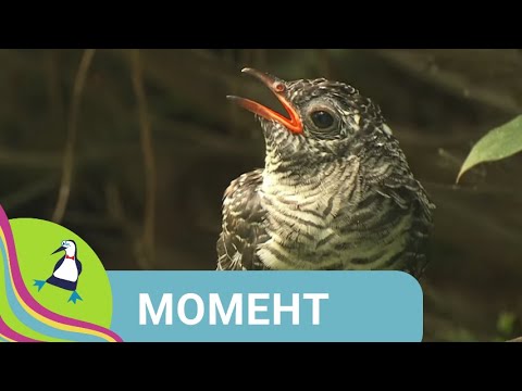 Видео: ✨ПРЕДРАССУДКИ ПО ОТНОШЕНИЮ К НАСЕКОМЫМ✨ Момент✨ Фильм в HD. STARMEDIAKIDS