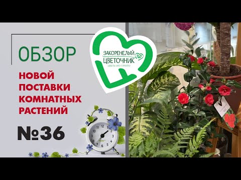Видео: #36 Обзор новой поставки комнатных растений | Фикусы, папоротники, необычные драцены и аглаонемы